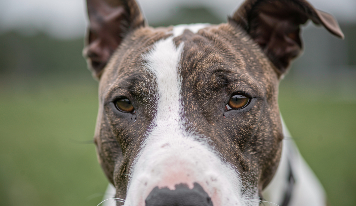 02L'histoire de la variété réduite : Bull Terrier miniature ou standard : quelles différences de lignées ?
