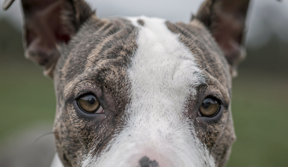 04La part de la socialisation et de l'éducation : Le caractère du Bull Terrier expliqué par ses lignées