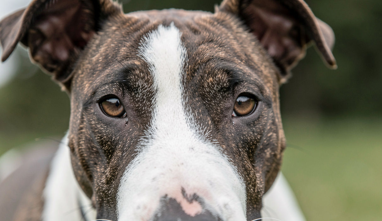 04Les questions utiles sur la longévité d'une famille : Espérance de vie du Bull Terrier : ce que disent les lignées