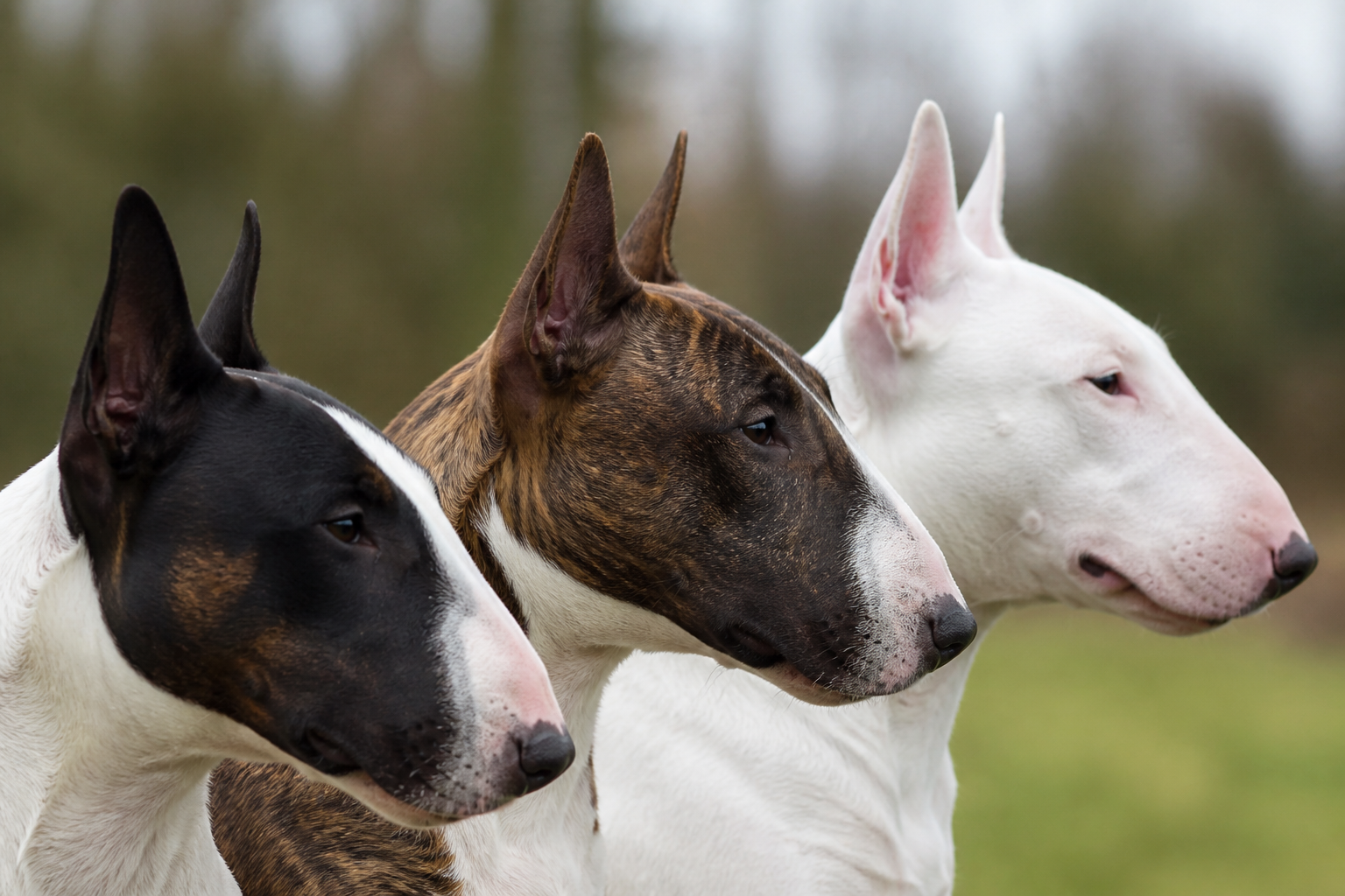 Comparatif de profils de têtes de Bull Terrier montrant le passage d'un crâne à stop marqué au profil convexe continu dit downface