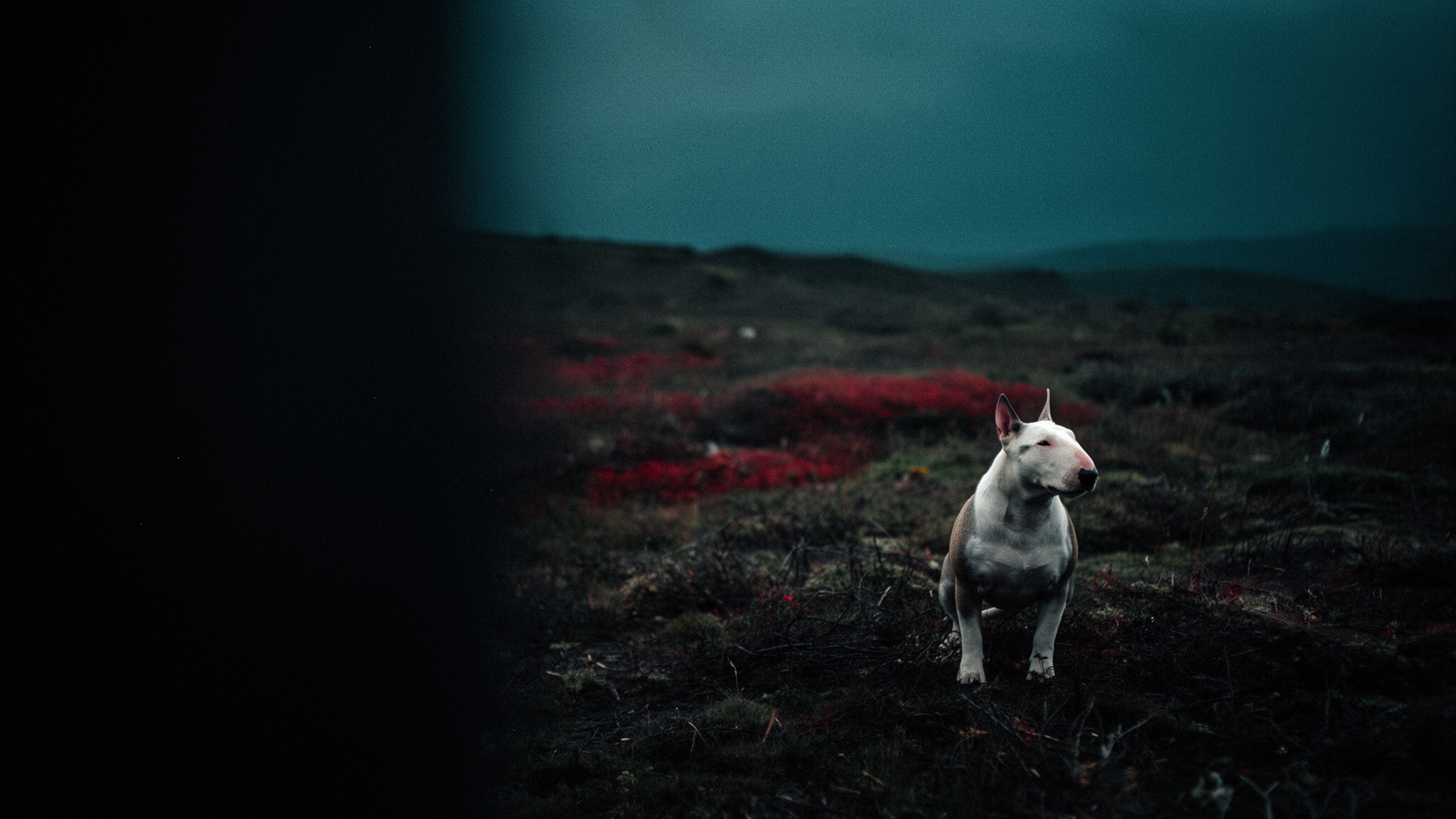 Sur une table de cuisine en bois, un classeur ouvert avec pochettes transparentes contenant des comptes rendus vétérinaires datés, un carnet de santé posé à côté et un stylo ; lumière naturelle de fin de matinée venant d'une fenêtre latérale, cadrage serré à hauteur de table.